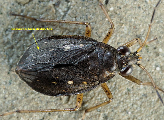 Salda littoralis