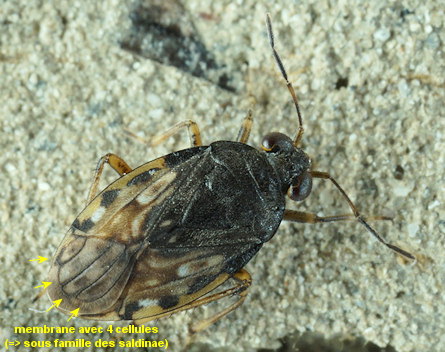 Saldula