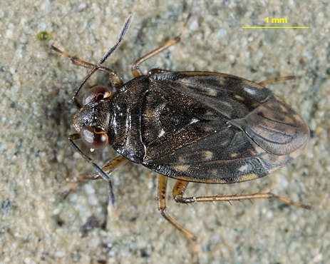 Saldula palustris