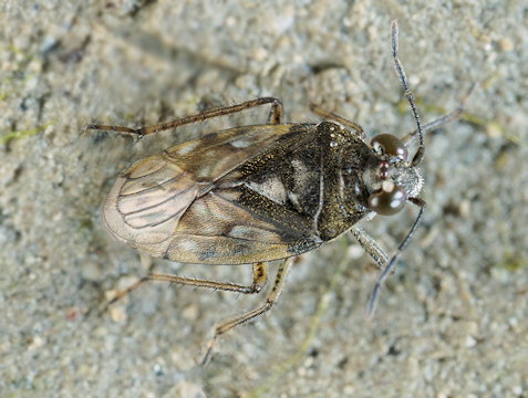 Saldula pilosella