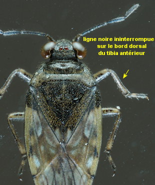Saldula pilosella