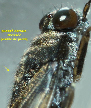 Saldula pilosella