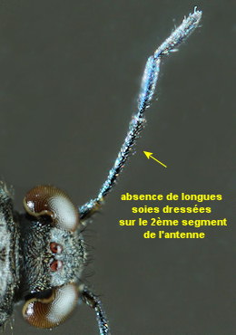 Saldula pilosella