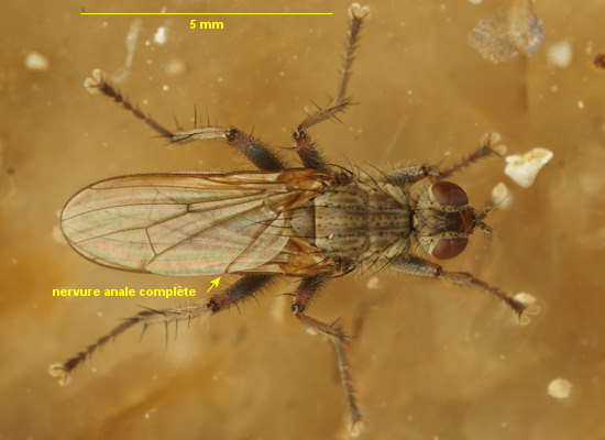 Scathophaga litorea