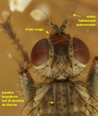 Scathophaga litorea