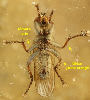 Scathophaga litorea