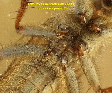 Scathophaga litorea