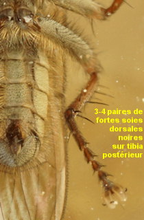 Scathophaga litorea