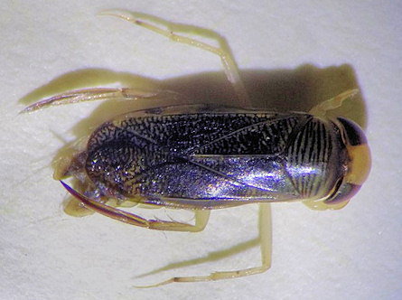 Sigara stagnalis