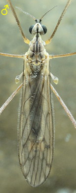 Symplecta stictica