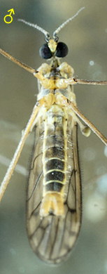 Symplecta stictica