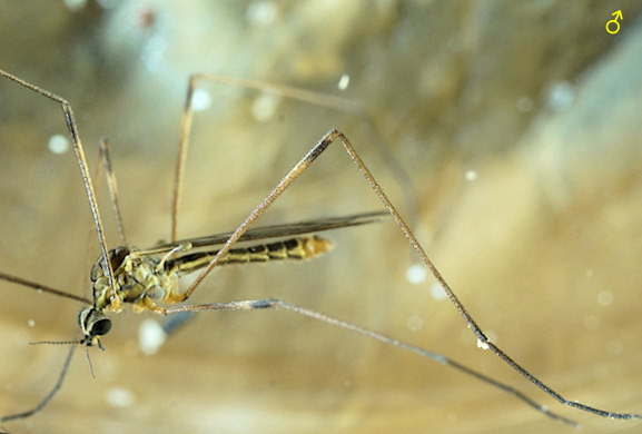 Symplecta stictica