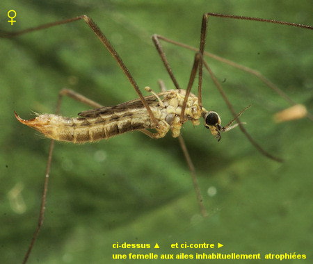 Symplecta stictica