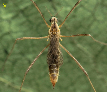 Symplecta stictica