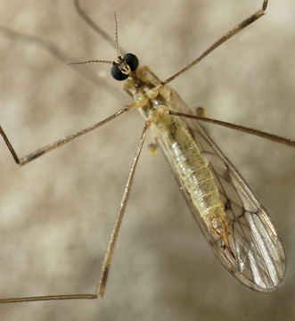 Symplecta stictica