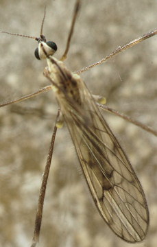 Symplecta stictica