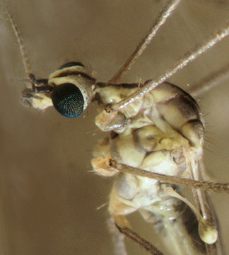Symplecta stictica