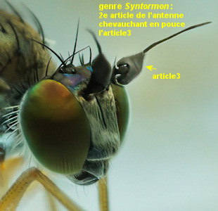 Syntormon pseudospicatum/pallipes