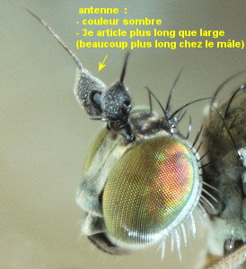 Syntormon pseudospicatum/pallipes