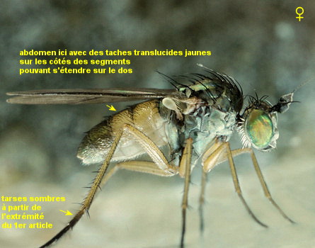 Syntormon pseudospicatum/pallipes