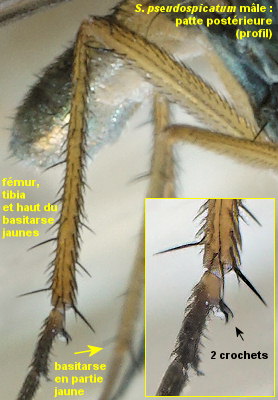 Syntormon pseudospicatum