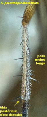 Syntormon pseudospicatum