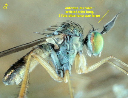 Syntormon pseudospicatum