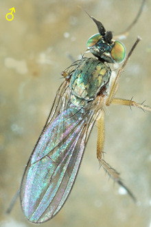 Syntormon pseudospicatum