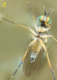 Syntormon pseudospicatum