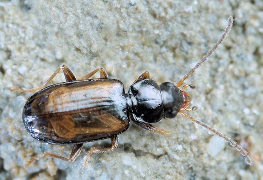 Tachys scutellaris