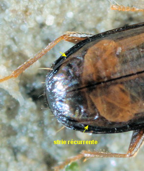 Tachys scutellaris
