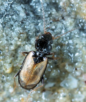 Tachys scutellaris