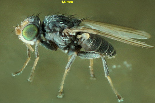 Tethina (illota ou albosetulosa?)