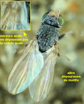 Tethina (illota ou albosetulosa?)