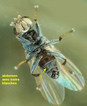 Tethina (illota ou albosetulosa?)