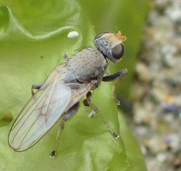 Tethina grisea