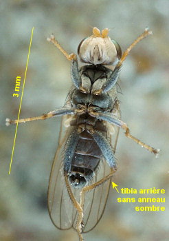 Tethina grisea