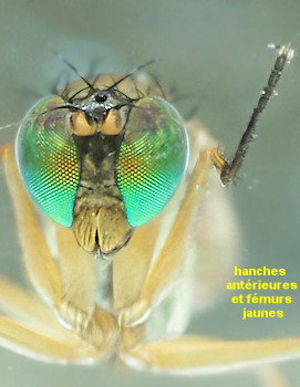 Thinophilus ruficornis