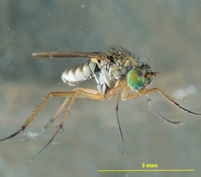 Thinophilus ruficornis