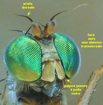 Thinophilus ruficornis