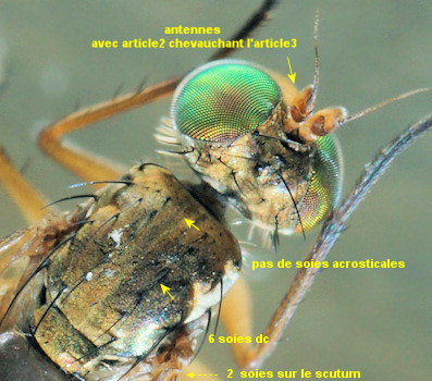Thinophilus ruficornis