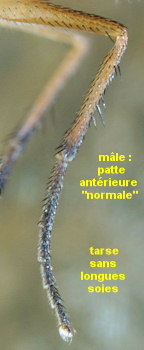 Thinophilus ruficornis