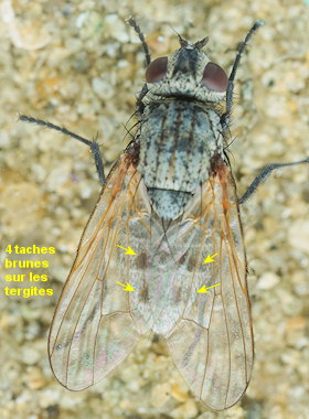 Villeneuvia aestuum