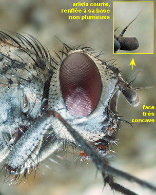 Villeneuvia aestuum