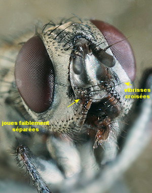 Villeneuvia aestuum