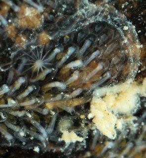 Alcyonidioides