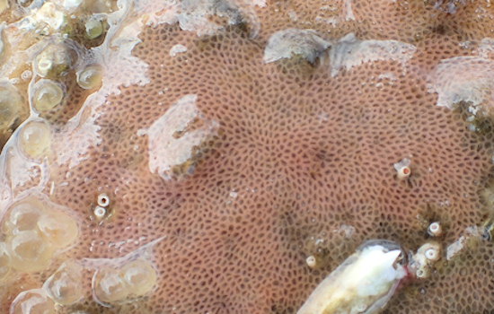 Alcyonidium gelatinosum (probable)