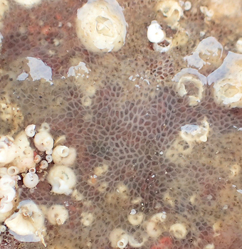 Alcyonidium gelatinosum (probable)