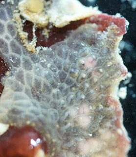 Alcyonidium gelatinosum