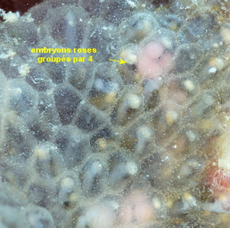 Alcyonidium gelatinosum